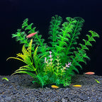 Aquarium with green plants and small fish on a black background