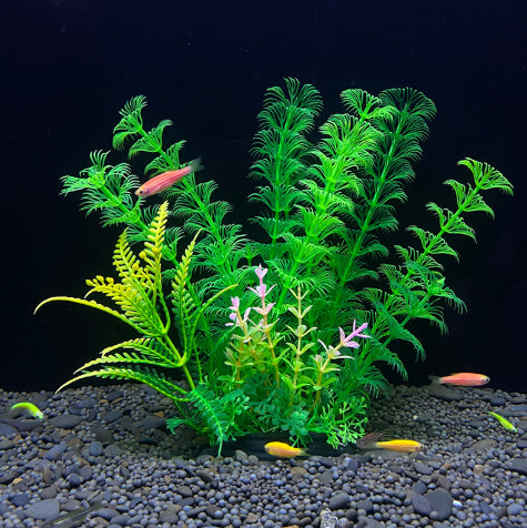 Aquarium with green plants and small fish on a black background