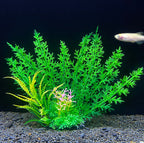 Artificial green aquarium plant with a fish in the background