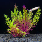 Colorful aquarium plants with a fish swimming in the background on a black background