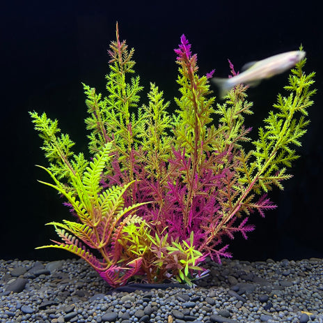 Colorful aquarium plants with a fish swimming in the background on a black background
