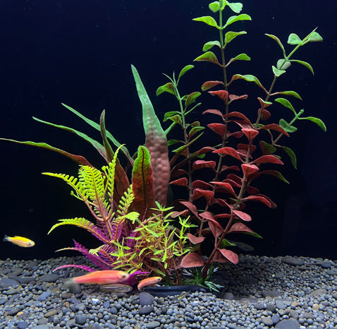 Aquarium with colorful plants and small fish on a dark background