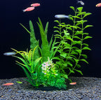 Aquarium with green plants and small fish on a black background