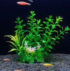 Aquarium with green plants and small fish on a dark background